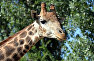 Giraffe at Taigan Safari Park