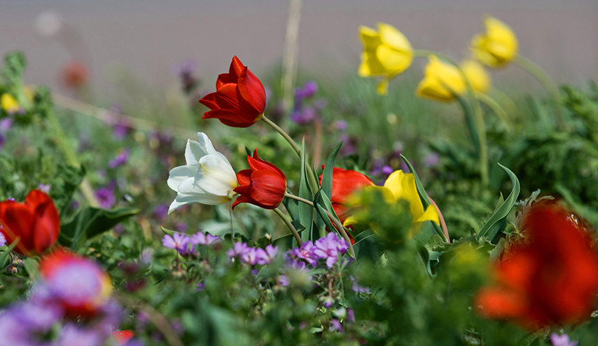 Дикие тюльпаны в Опукском природном заповеднике
