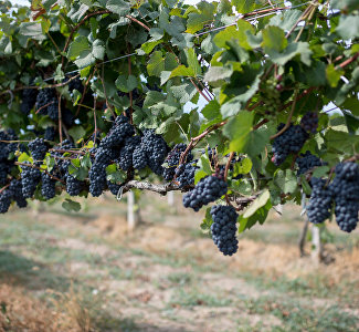 Crimean wineries: Eternal values