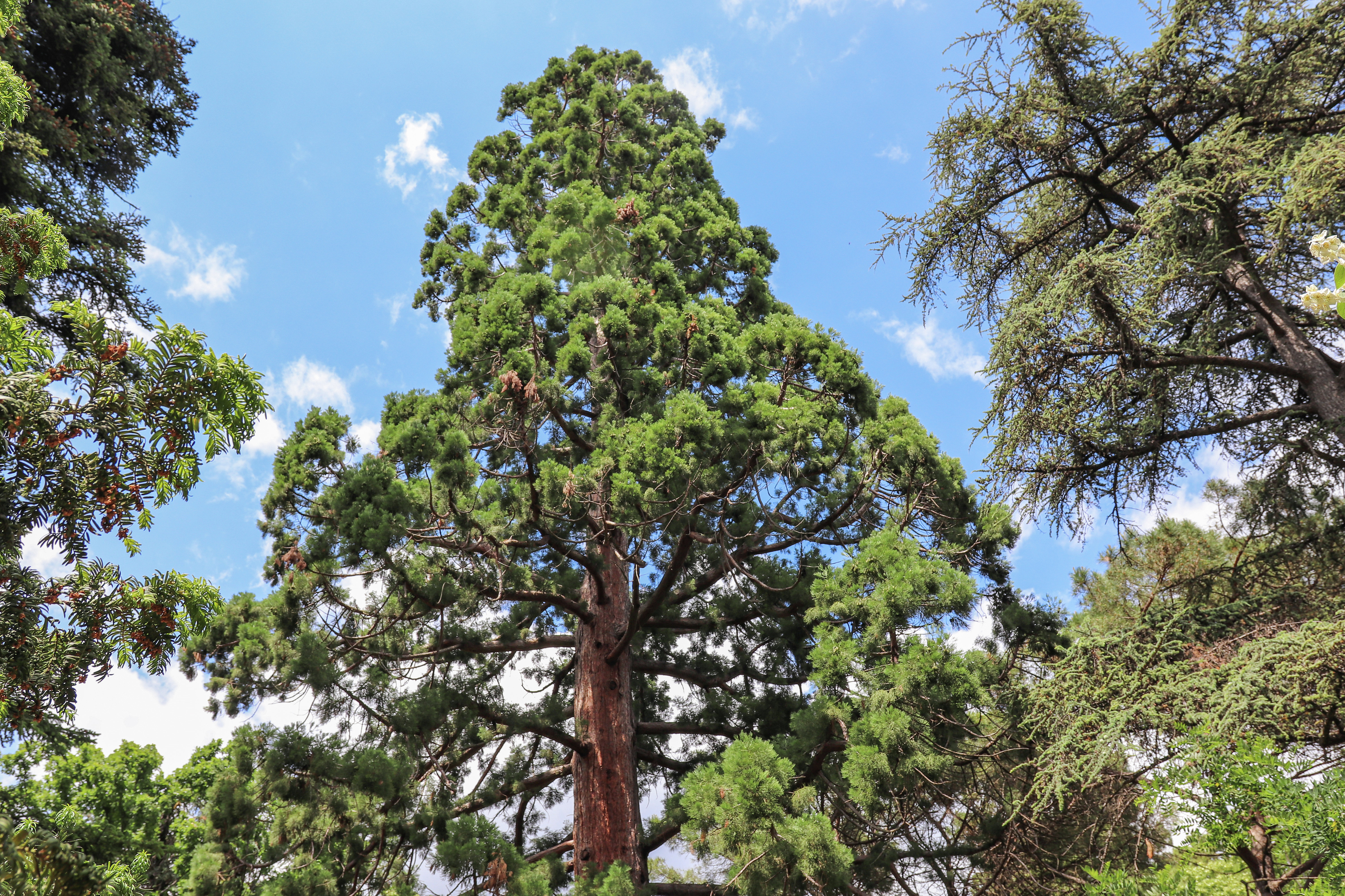 The tallest tree in the Nikitsky Botanical Garden - giant sequoiadendron