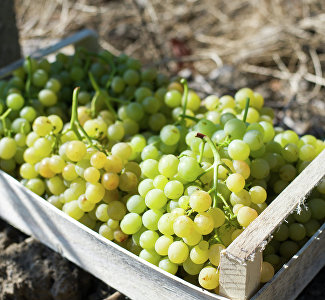 It is delicious to watch: how the grapes is gathered in Crimea