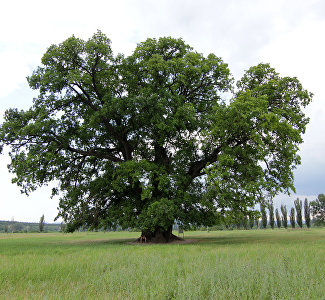 The Suvorov Oak