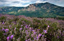 Fields of lavender flowers at the Alushta Essential Oils State Farm