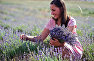 A young woman picking lavender flowers near Turgenevka, Bakhchisarai District, Crimea