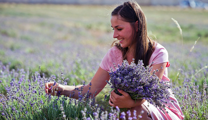 A young woman picking lavender flowers near Turgenevka, Bakhchisarai District, Crimea