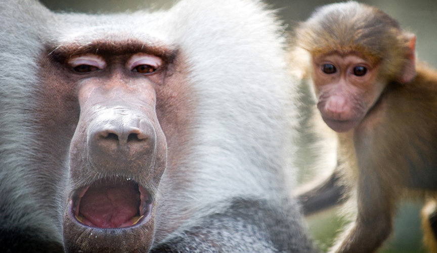 Monkeys at the Yalta Skazka Zoo