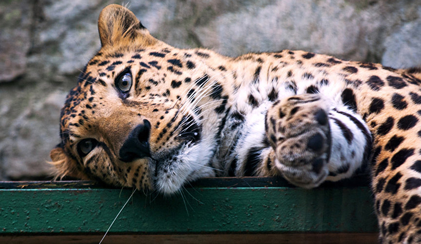 Leopard at the Yalta Skazka Zoo