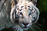 Bengal tiger at the Yalta Skazka Zoo