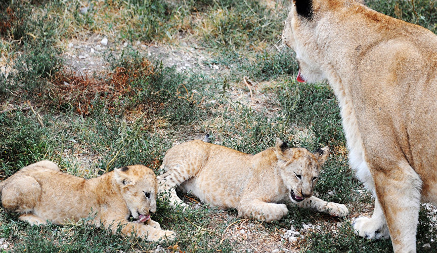 Lioness with cubs at Taigan Safari Park