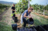 It takes many years of hard work to go from grafting grapes to raising a glass of wine