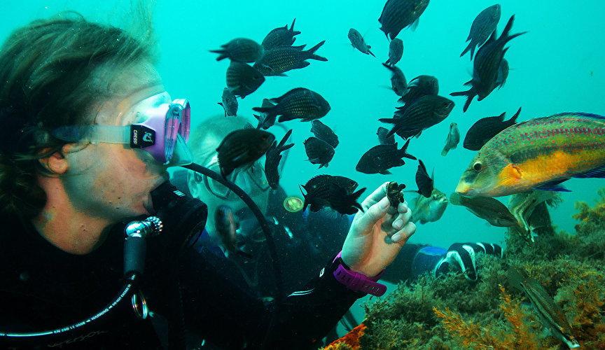 Diver feeds mussel fish in the Black Sea