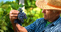 Crimean winemaking