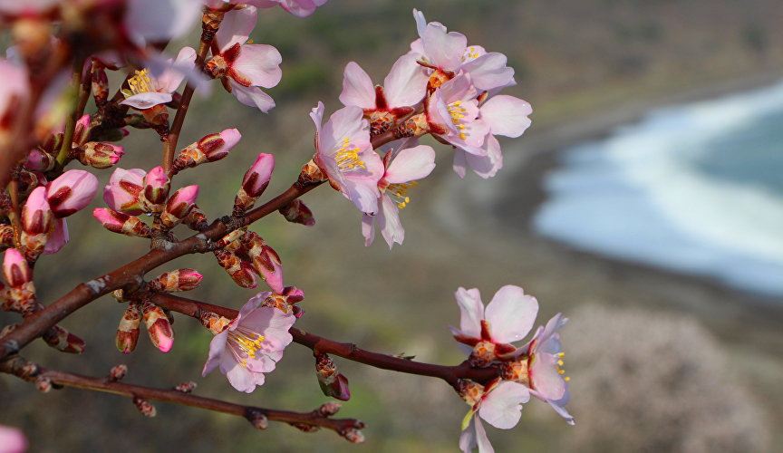 Blossoming almond trees in the Crimea. Cape Agira