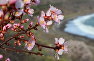 Blossoming almond trees in the Crimea. Cape Agira