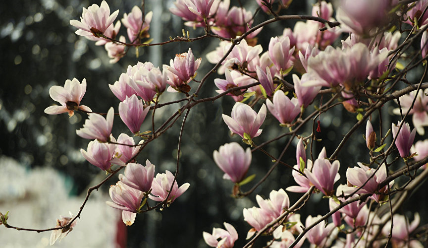 Flowers of Magnolia Sulange