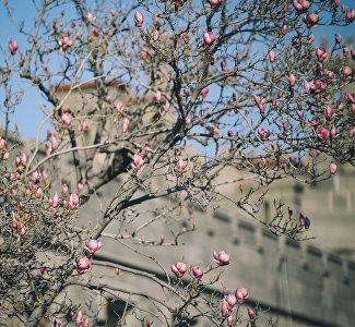 Let’s get the mood: a virtual walk through the springtime Crimea