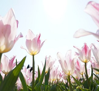 Tulip parade in Nikitsky Botanical Garden: new items and "baits" this year