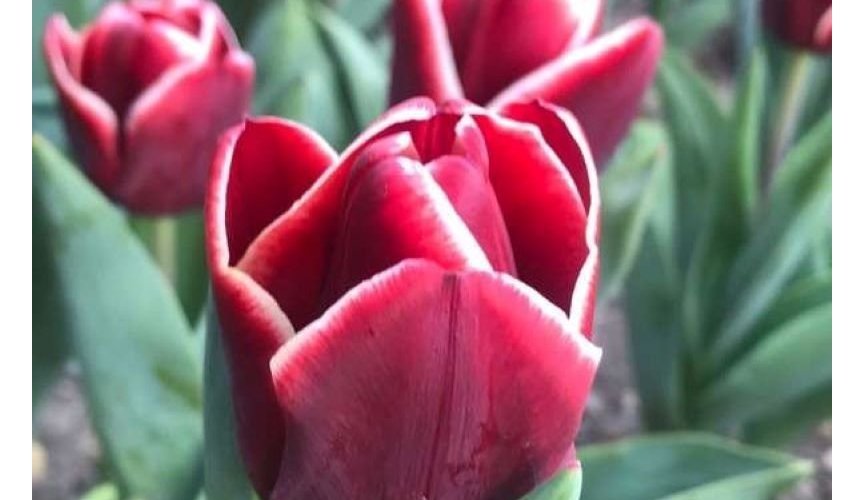 Tulip parade