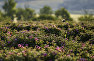Fields of roses in Crimea