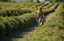 Girl on the rose fields in Crimea