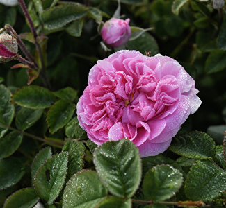 Rozafest Festival postponed till June 21