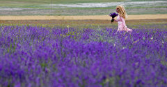 Lavender blooms in Crimea