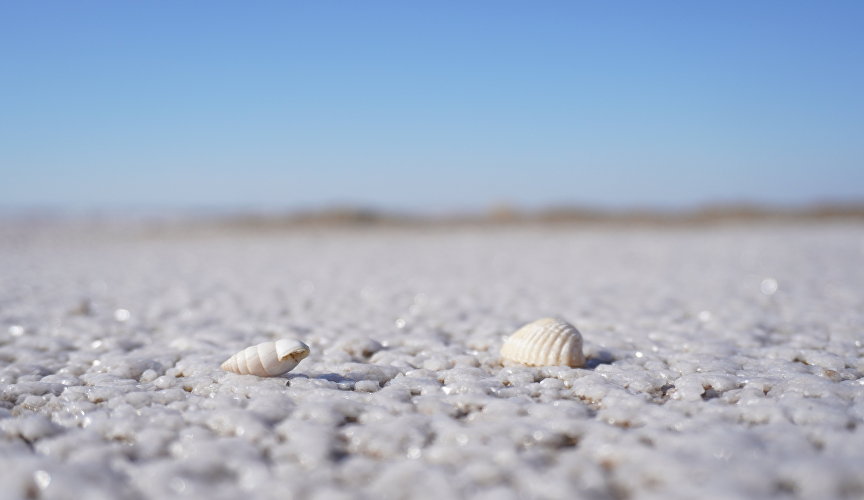Salt and seashells