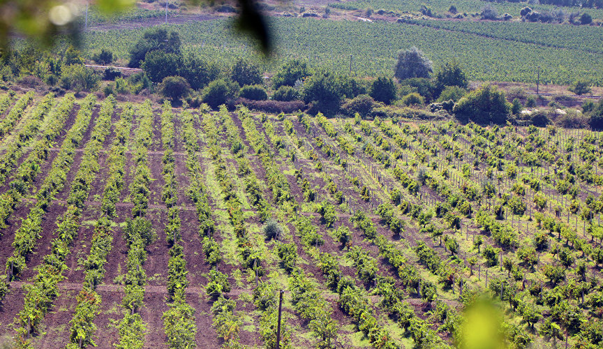 Vineyards in Sevastopol