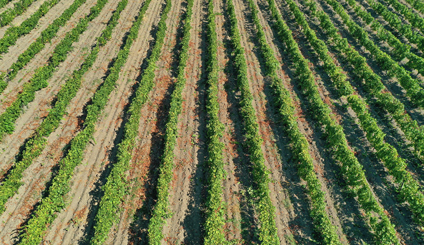 Vineyards of the Massandra plant