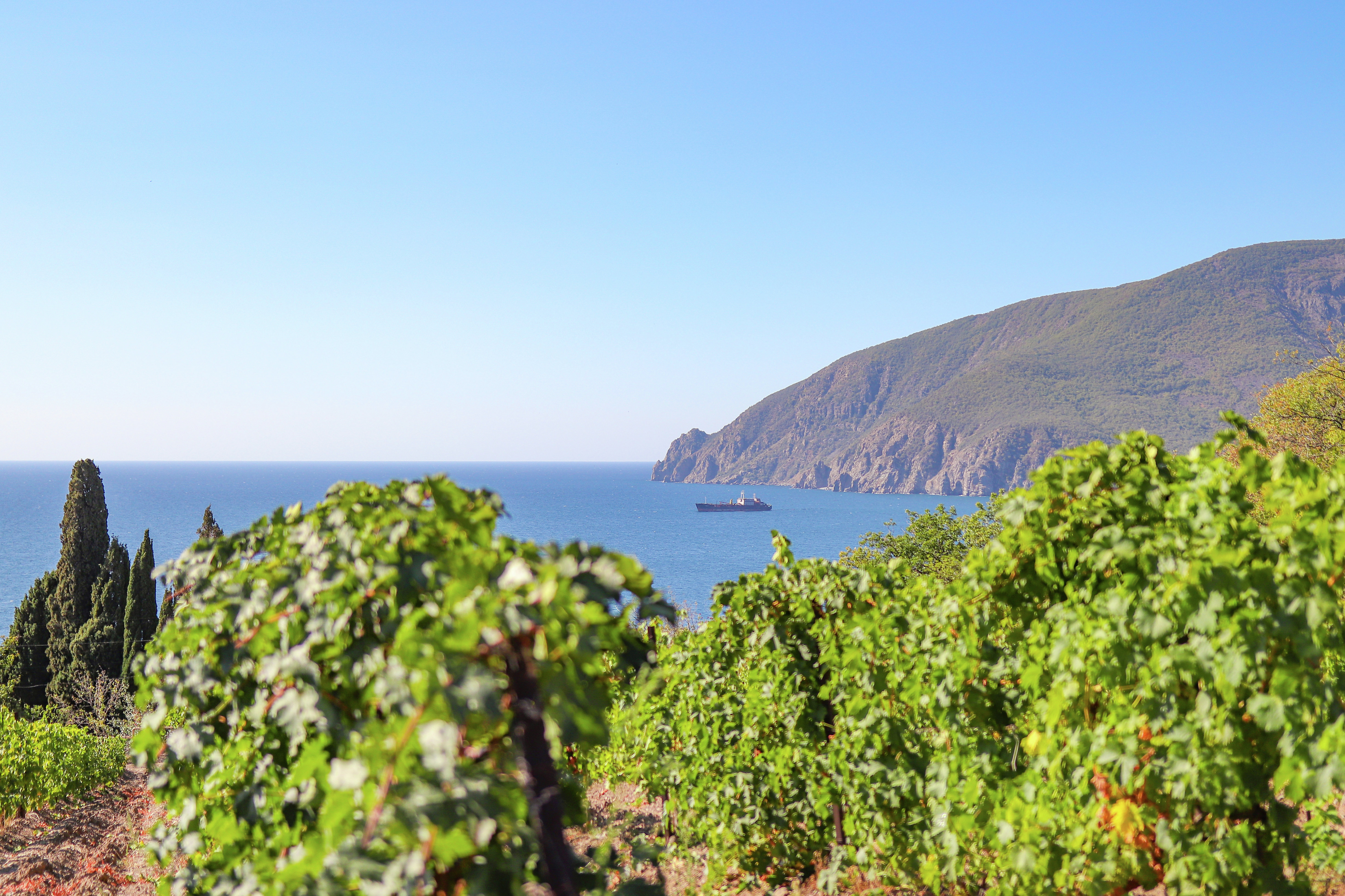 Vineyards on the southern coast of Crimea