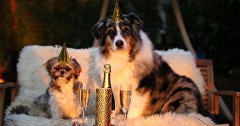 Dogs at the New Year's table