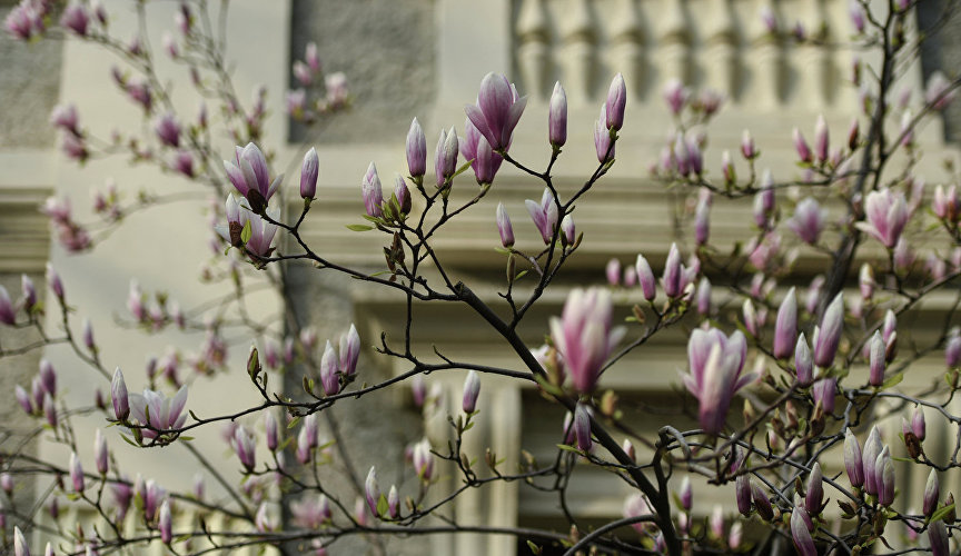 Flowers of Magnolia Sulange 