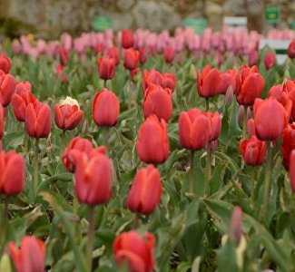 Tulip parade in Crimea: when to see the peak of blooming and vote for the general of the parade
