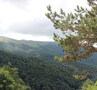 Restrictions on visiting forests were prolonged in Crimea