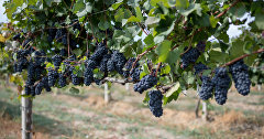 Crimean wineries: Eternal values