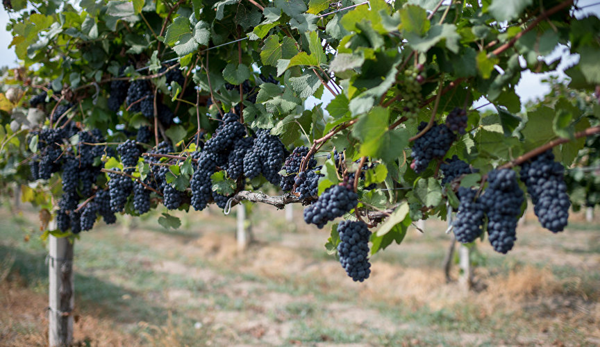 Wine-making in Crimea spans many centuries and has gone through periods of decline and growth