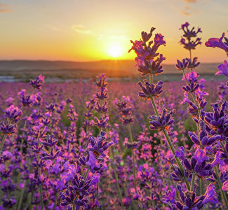 The Sea of Violet: The season of lavender photo session starts near Bakhchisaray