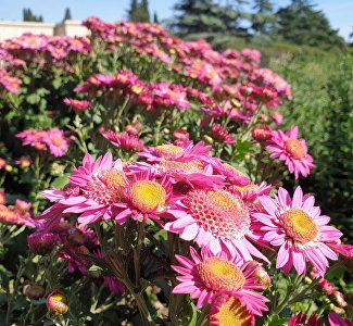Autumn Rhapsody: the 68th ball of chrysanthemums starts in the Nikitsky Botanical Garden