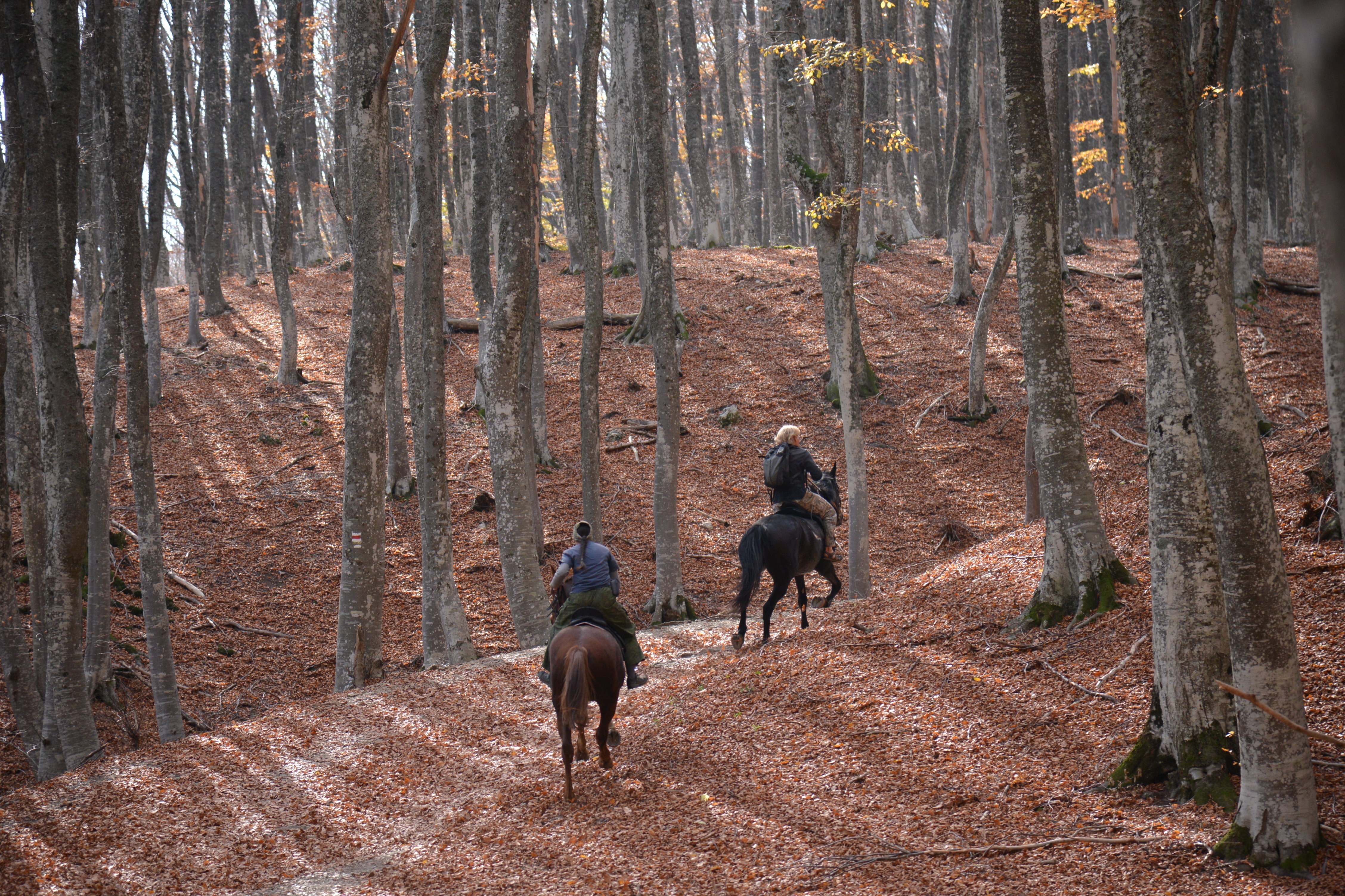 Horse riding in the forest