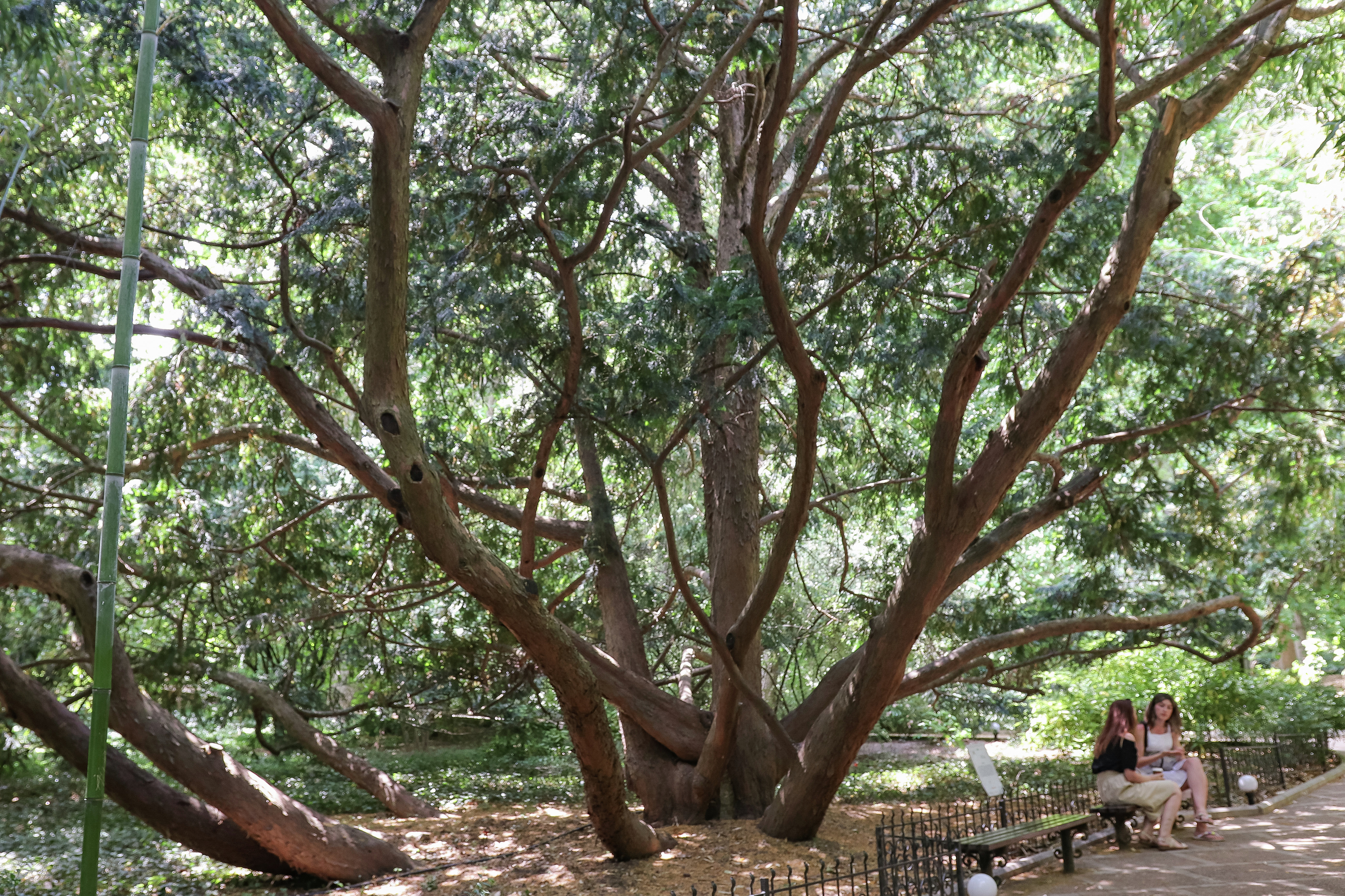 Yew berry has been living safely in the Nikitsky Botanical Garden for more than 5 centuries