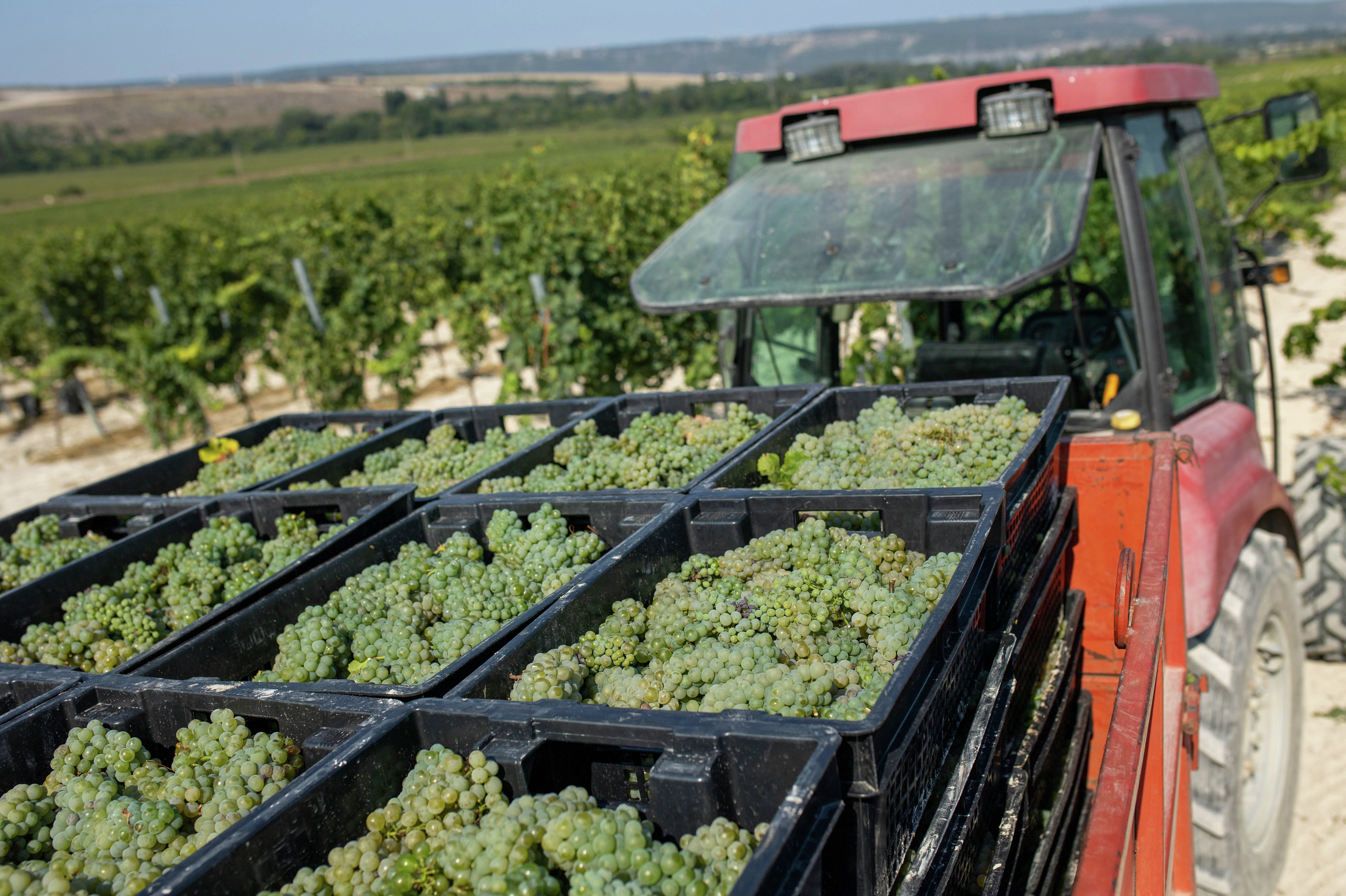 Harvesting in the vineyards of Ivan Lipko
