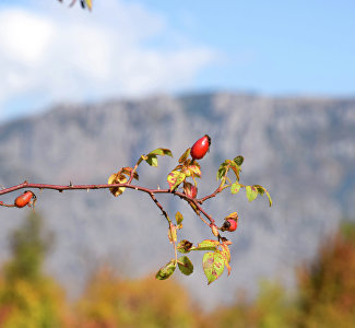 Take brushes and paints: photos of the autumn Crimea