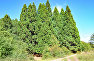 Sequoia grove