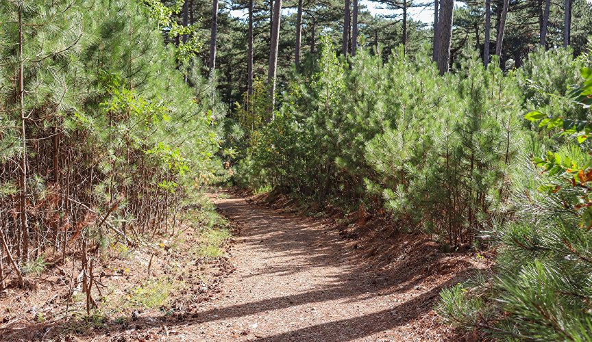 After a steep descent, travelers will be rewarded − a soft path with a thick bedding of pine needles.
