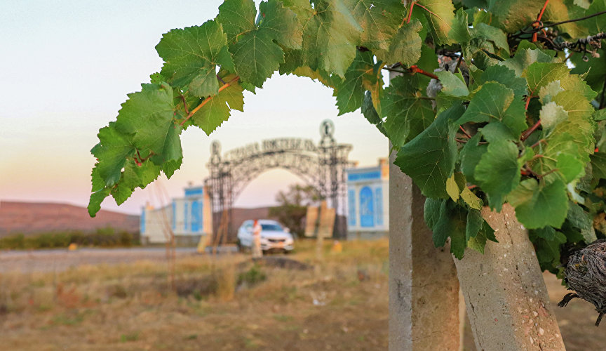 Vineyards at the entrance to Koktebel
