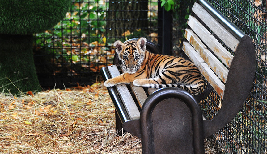 Tiger cub at Taigan Safari Park, Belogorsk District