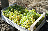 Grapes in the Massandra vineyards
