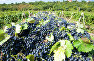 Grapes in the Massandra vineyards