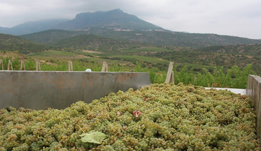 Vineyards of the Massandra enterprise