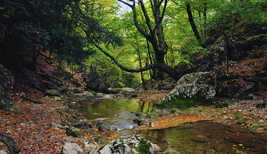Crimean forest in autumn